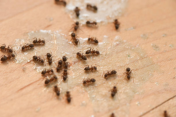 Best Wildlife Control Services  in Wendell, ID