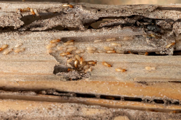 Best Local Pest Control Services  in Wendell, ID